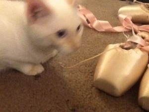 Why do cats like pointe shoes so much?!